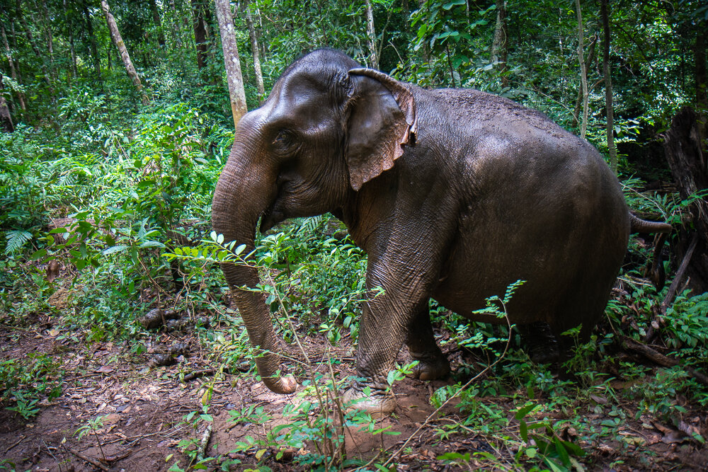 Elephant Photography Wild Animal Protection EVP-10.jpg