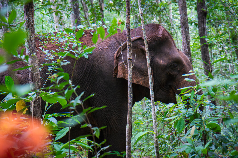 Elephant Photography Wild Animal Protection EVP-11.jpg