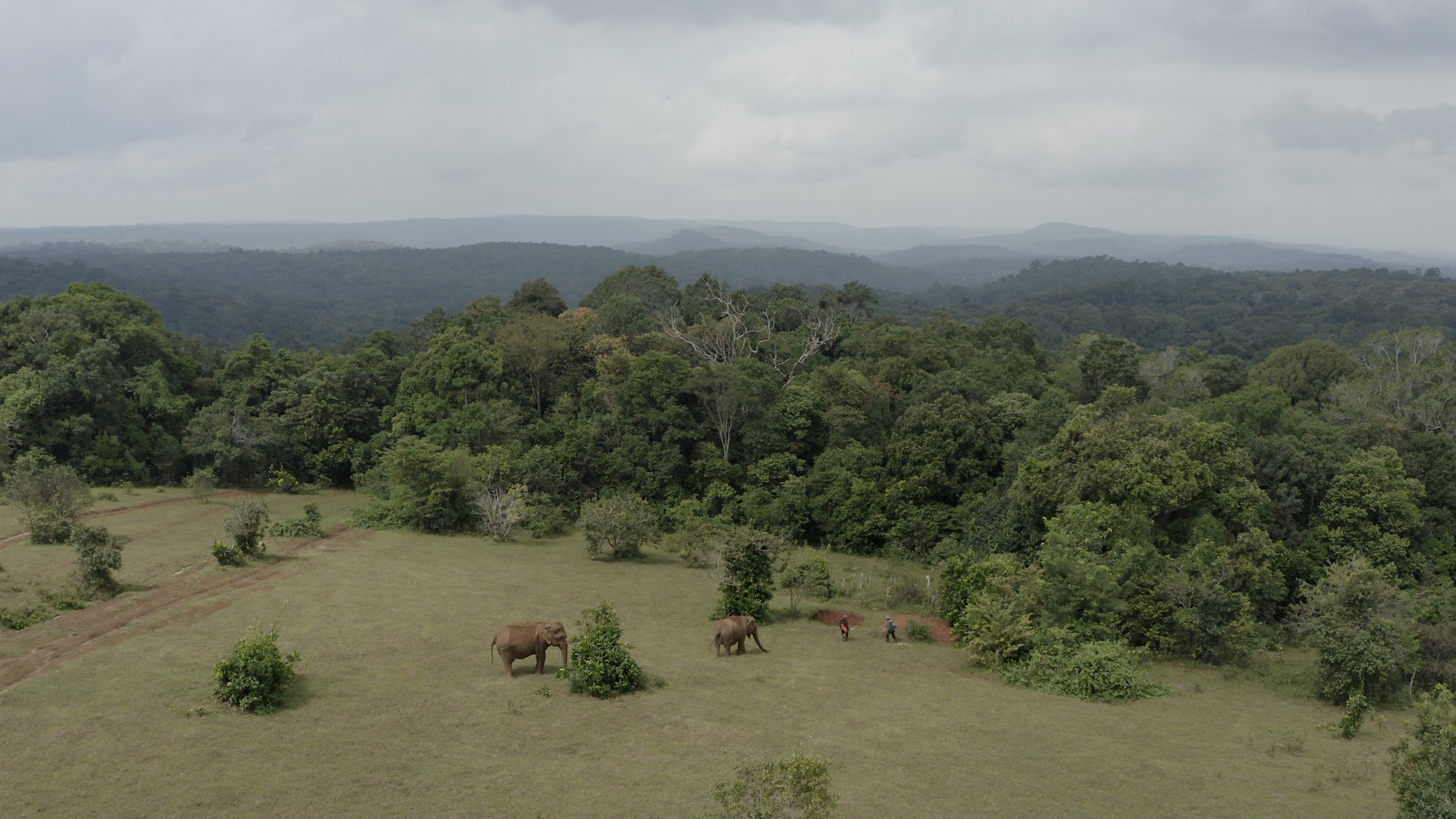 A drone shot of the elephants walking across the hillside. Elephant Valley Project, Cambodia