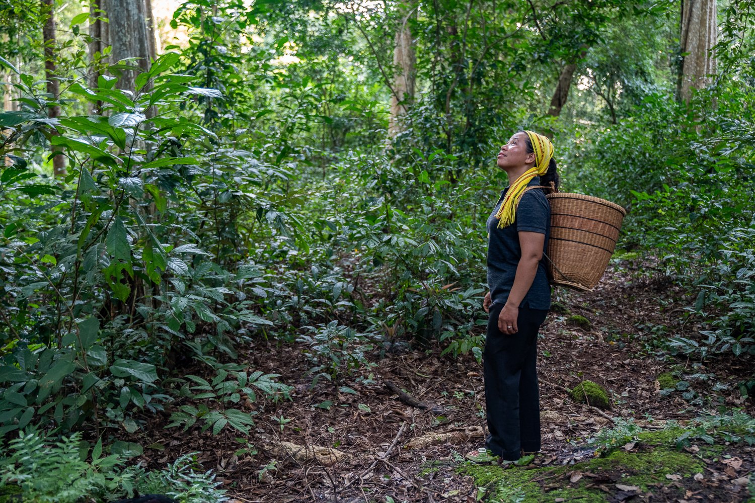 Sorl Nhoy, looks up into the forest canopy, 19th August, 2023, Veal Rum Plang, Ratanikiri Province, Cambodia