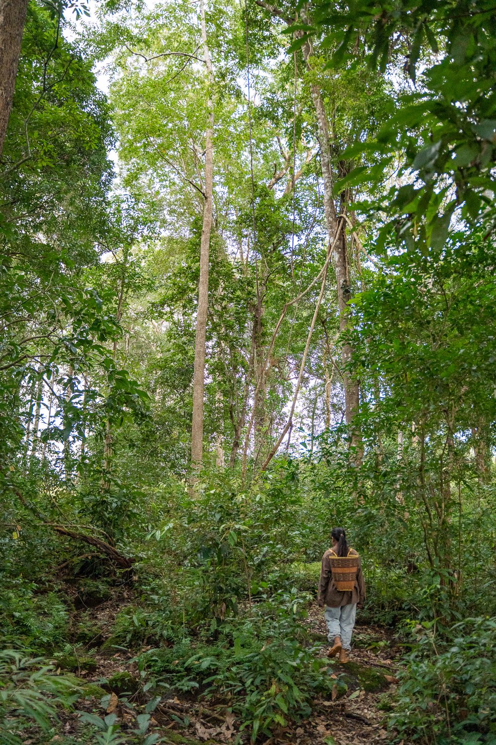 forest-forgage-development-sector-ratanikiri.jpg
