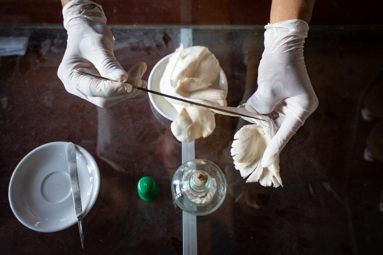 A close up of Nin Samreth’s hands as he slices a mushroom as part of the mushroom production process, Banlung, Cambodia