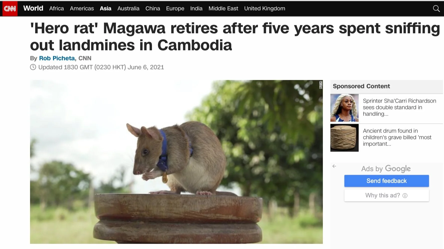 Magawa the Hero Rat