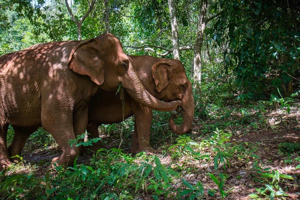 World Animal Protection: Elephant Conservation