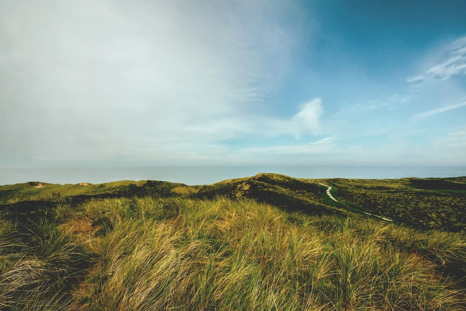 BRASHER-grassy-sanddune-min.jpeg