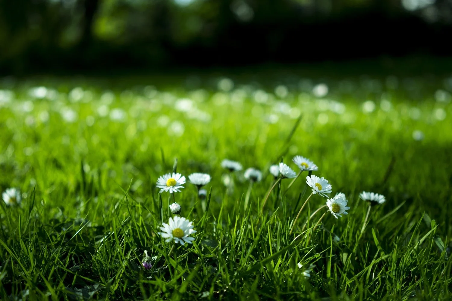 BRASHER-daisies-field-close-up-min.jpeg