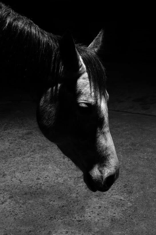   Ancienne Gare, Manège  