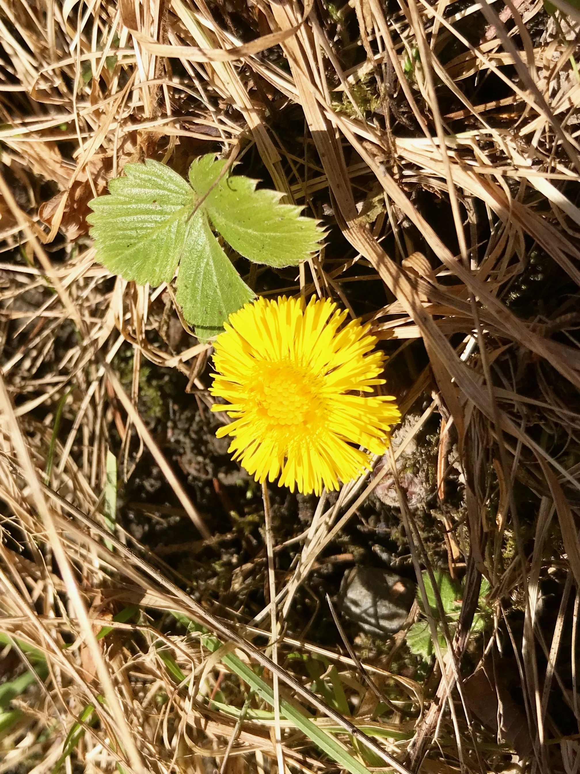 Springtime in Norway!