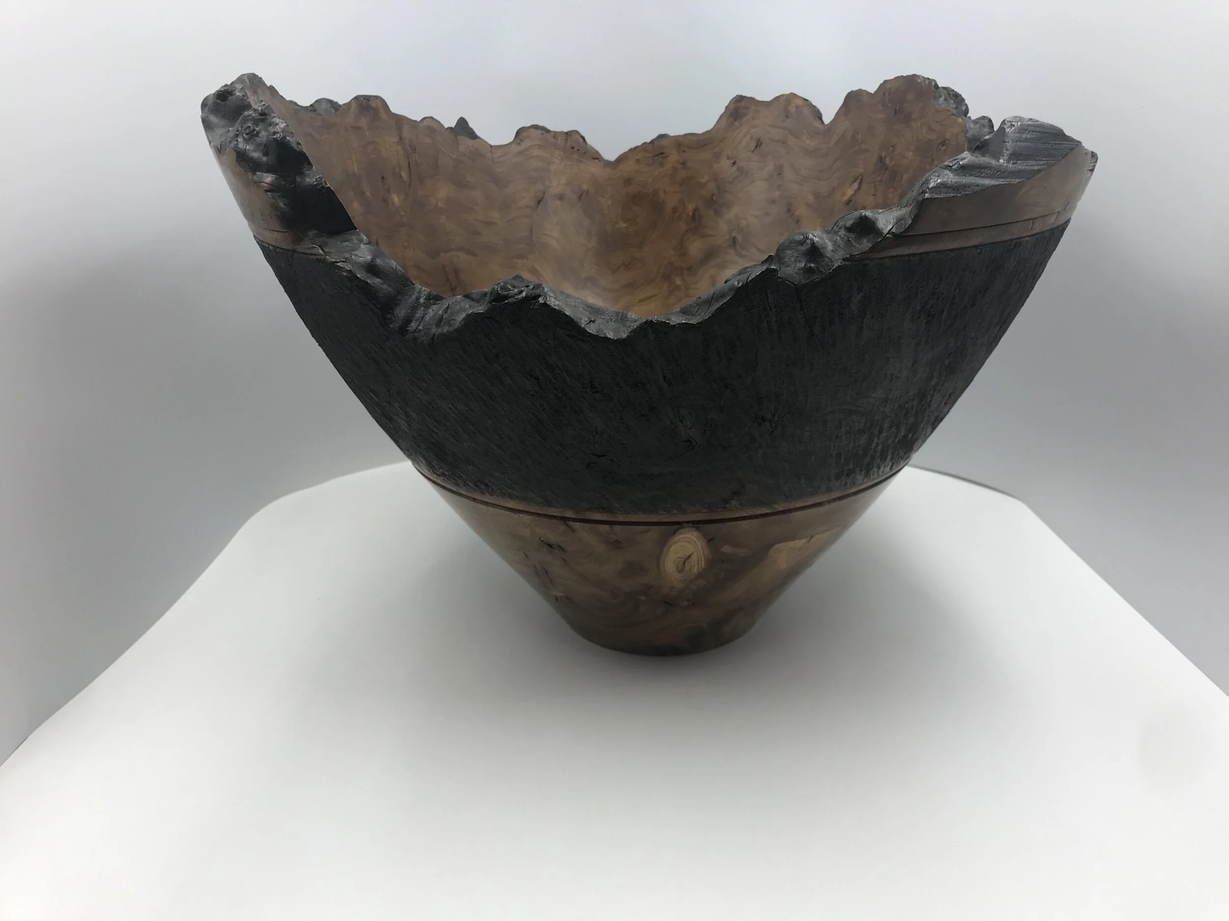 Irish Burr Elm 5.JPG