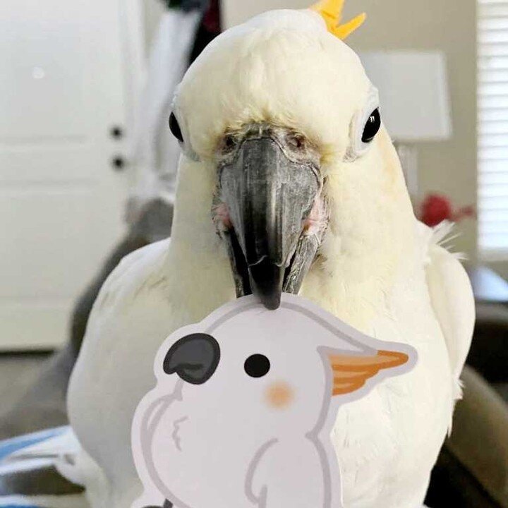 Hi friends! Thank you for all your support on my bird collection launch! 🐥💛 I'll be busy packing your orders all day today so you can get them asap ✨
⠀⠀⠀⠀⠀⠀⠀⠀⠀⁠
📸: @doobiethetoo on Instagram #cloriscreatesforpets
⠀⠀⠀⠀⠀⠀⠀⠀⠀⁠
Shop hundreds of dog, c