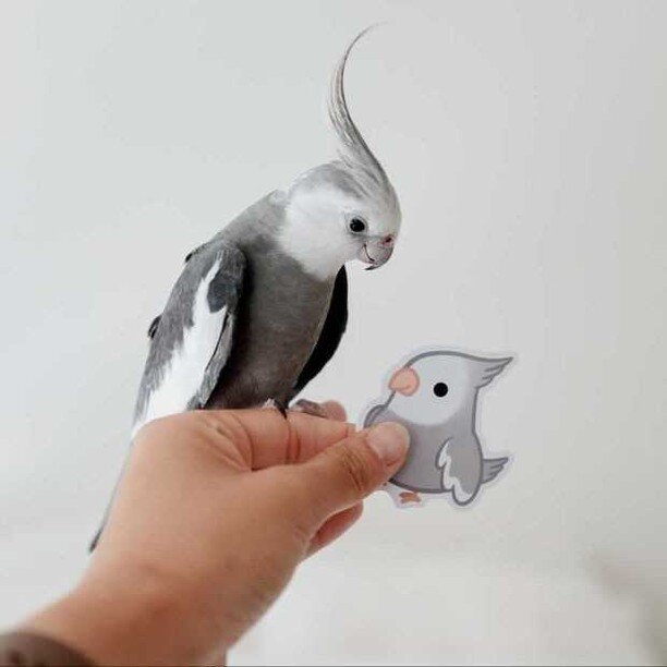 Someone please tell me how Wilbur from @wilbur.oliver.tiel can possibly be this adorable!! 🥺 His sweet eyes are everything!
⠀⠀⠀⠀⠀⠀⠀⠀⠀⁠
📸: @wilbur.oliver.tiel #cloriscreatesforpets 
⠀⠀⠀⠀⠀⠀⠀⠀⠀⁠
Shop hundreds of pet stickers at the link in my bio ✨
⋆
