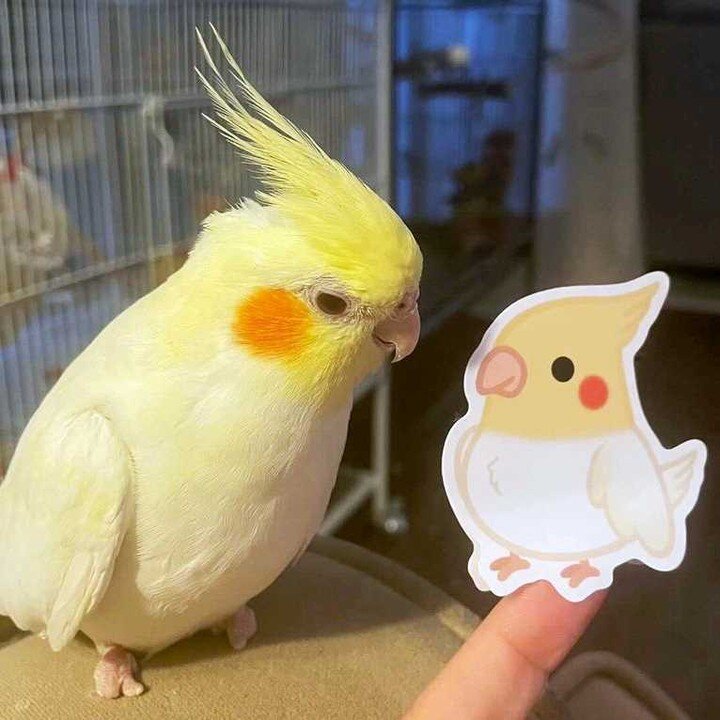 &quot;Dats me, but with feets&quot; - Buttons from @3.baby.birds 🥺 #cloriscreatesforpets 
⠀⠀⠀⠀⠀⠀⠀⠀⠀⁠
Shop hundreds of pet stickers at the link in my bio! ✨
⋆
⋆
⋆
⋆
⋆
#petsofinstagram #petstagram #buzzfeedpets #animalart #cuteanimals #birds #birdsofi