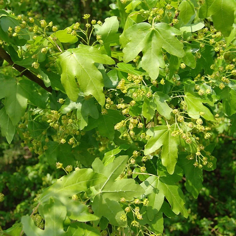 Hedge Maple