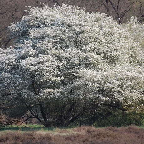 Juneberry