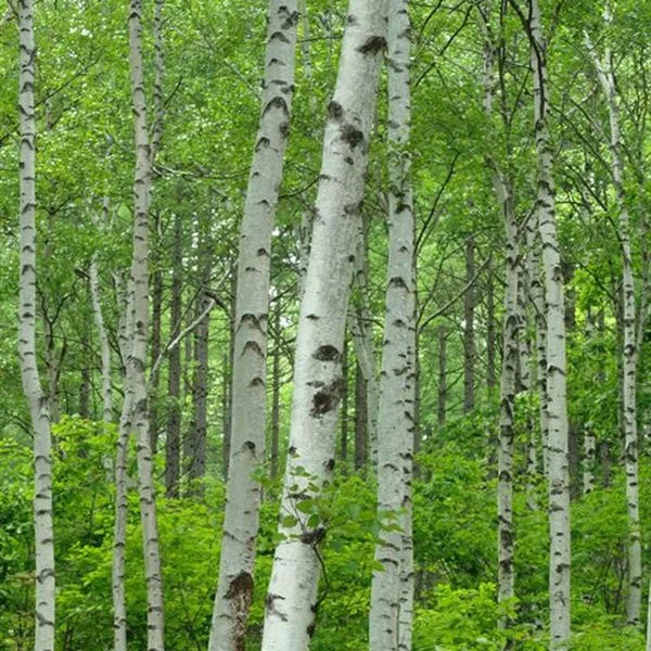 Silver Birch