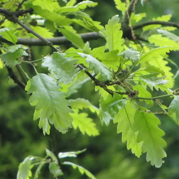 Moss-cupped Oak