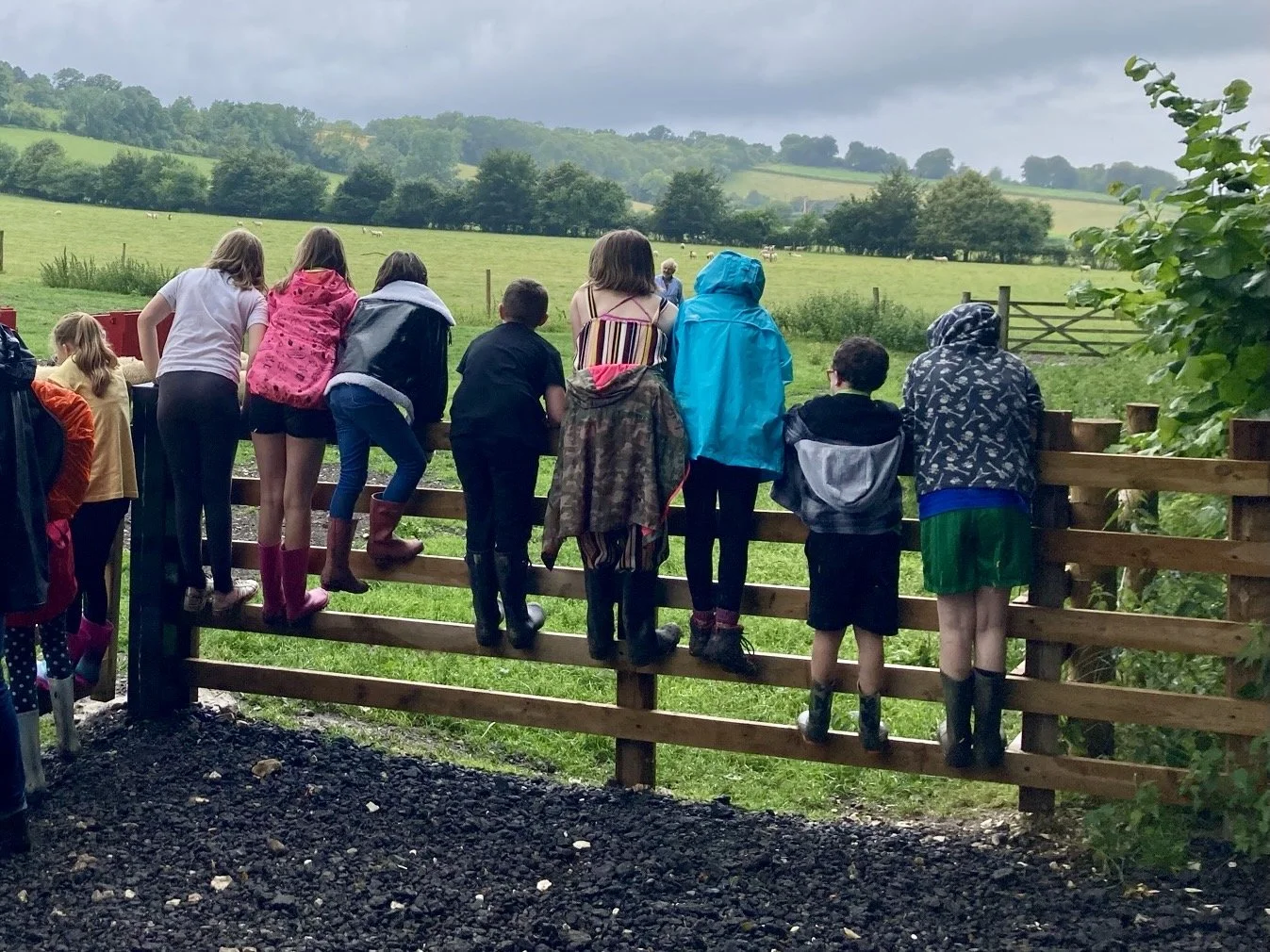 A group of Little Siblings standing on a fence looking into a field