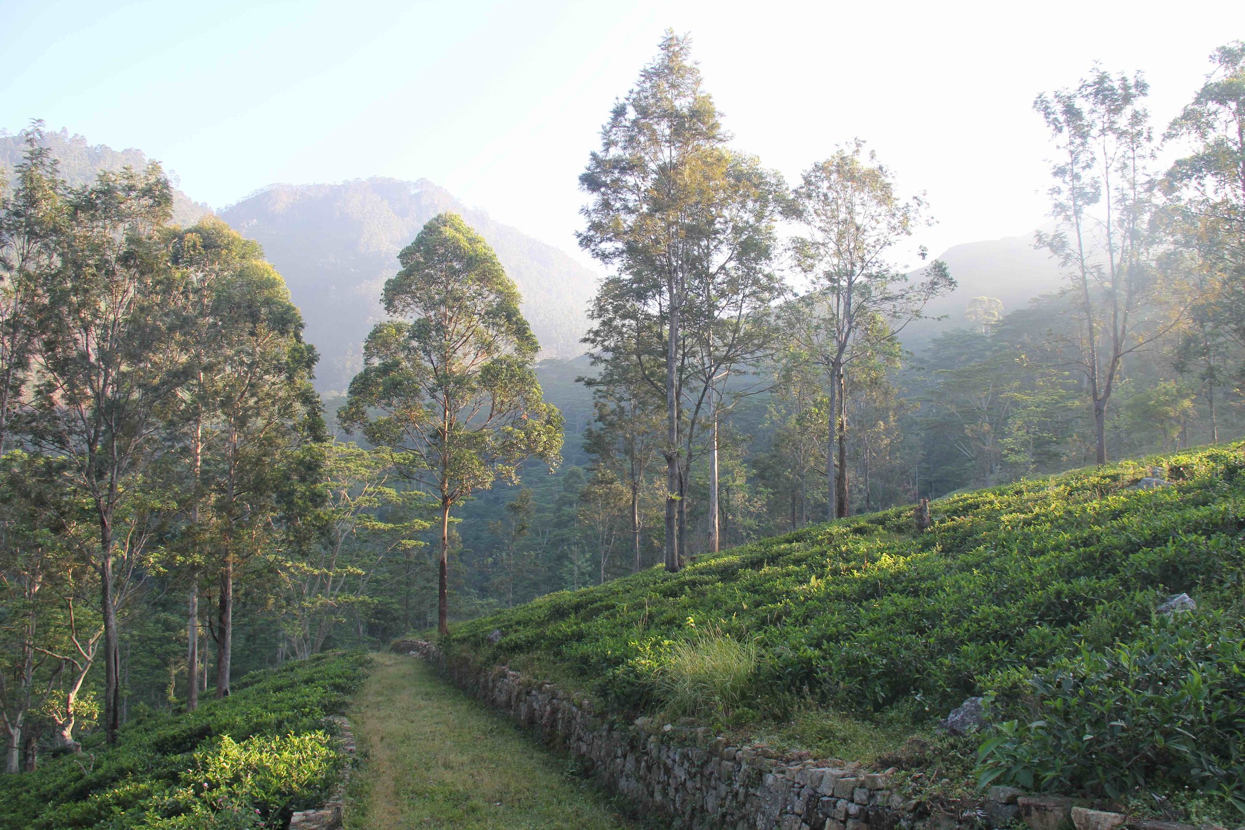 Tea fields (small).jpg