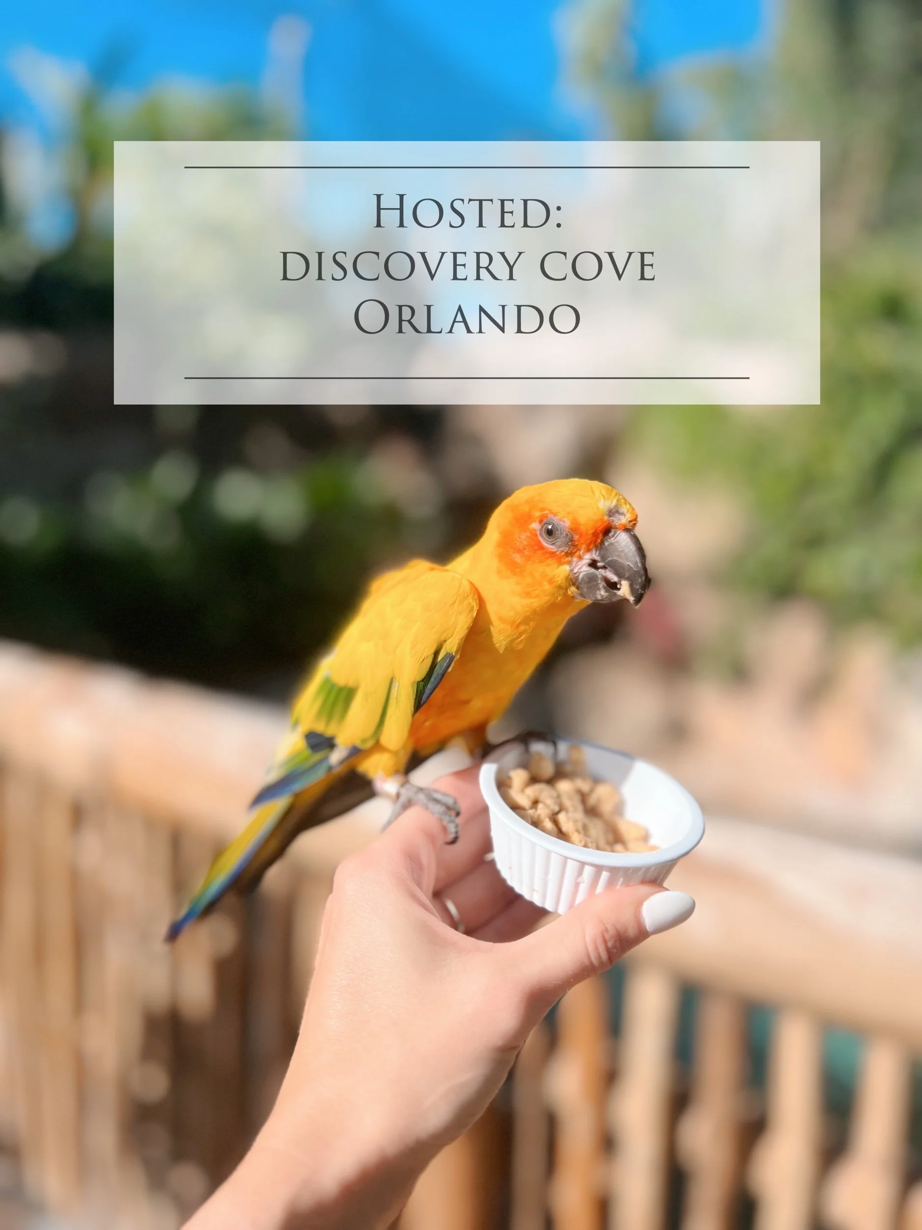 Hosted: Discovery Cove Orlando