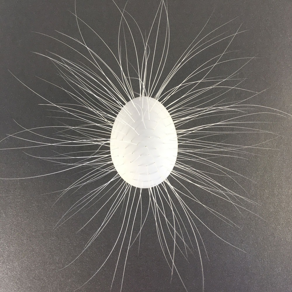 Whisper, 2018