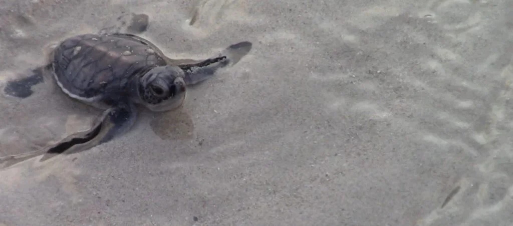 A baby turtle reaching the sea for the first time