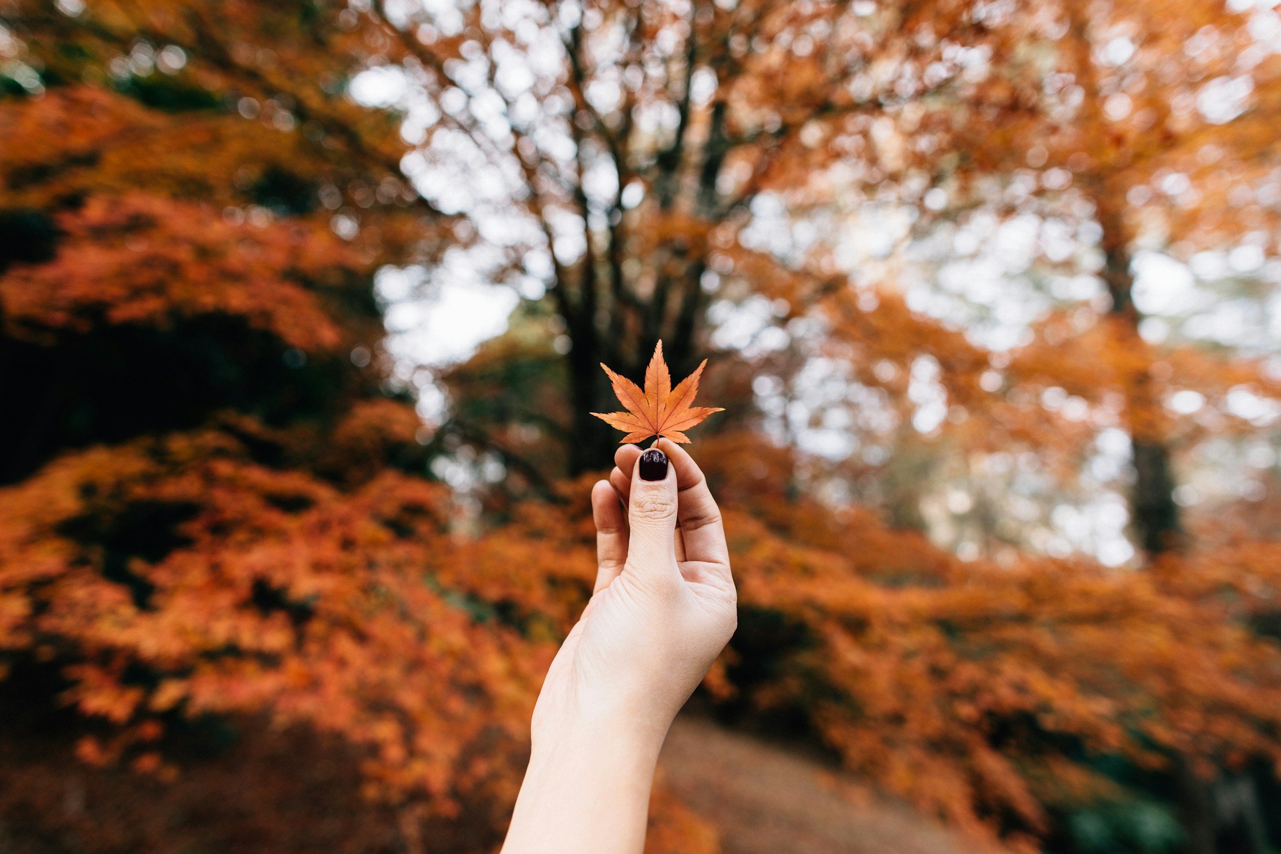unsplash-image-nN65rcCooJw.jpg