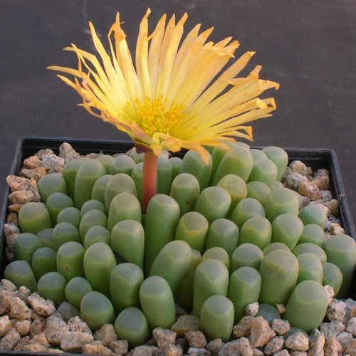 Cheiridopsis Pillansii 10 seeds rare succlent living stone Cheiridopsis Pillansii 10 seeds rare succlent living stone