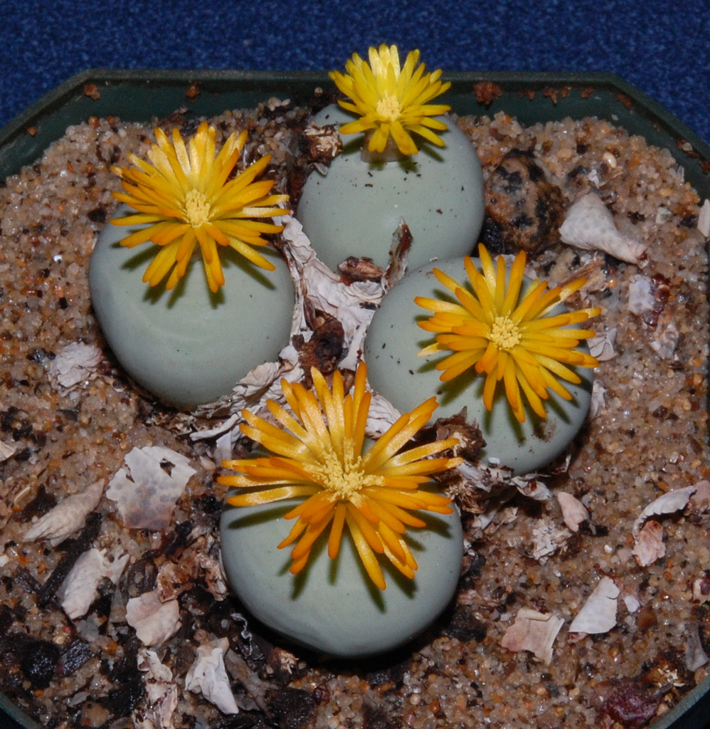 Conophytum Calculus 20 Seeds Mesemb Succulent