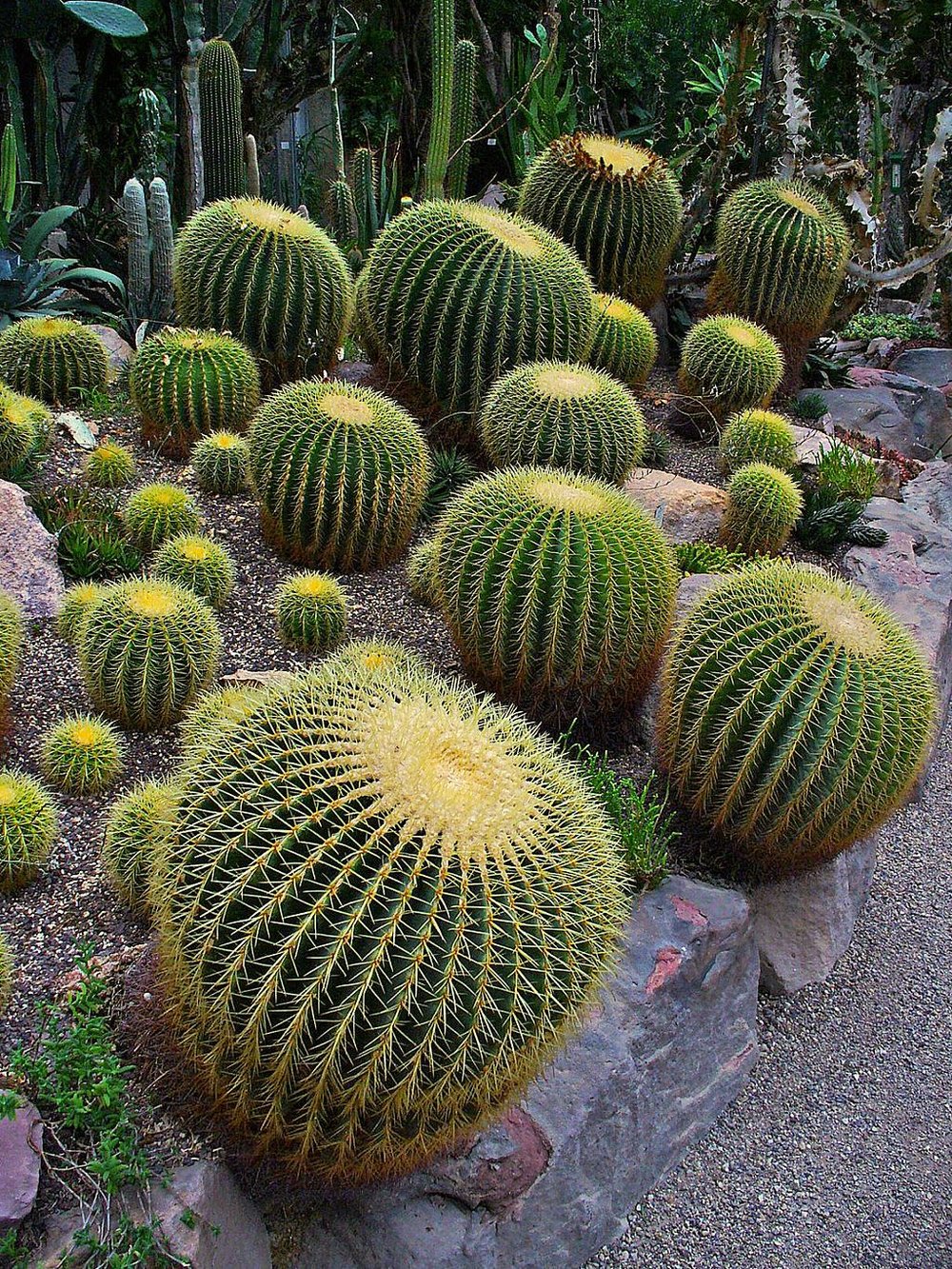 F 10 graines de Echinocactus grusonii var.alba cactus seeds plantes grasses