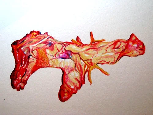 Pig Pancreas Medical Illustration
