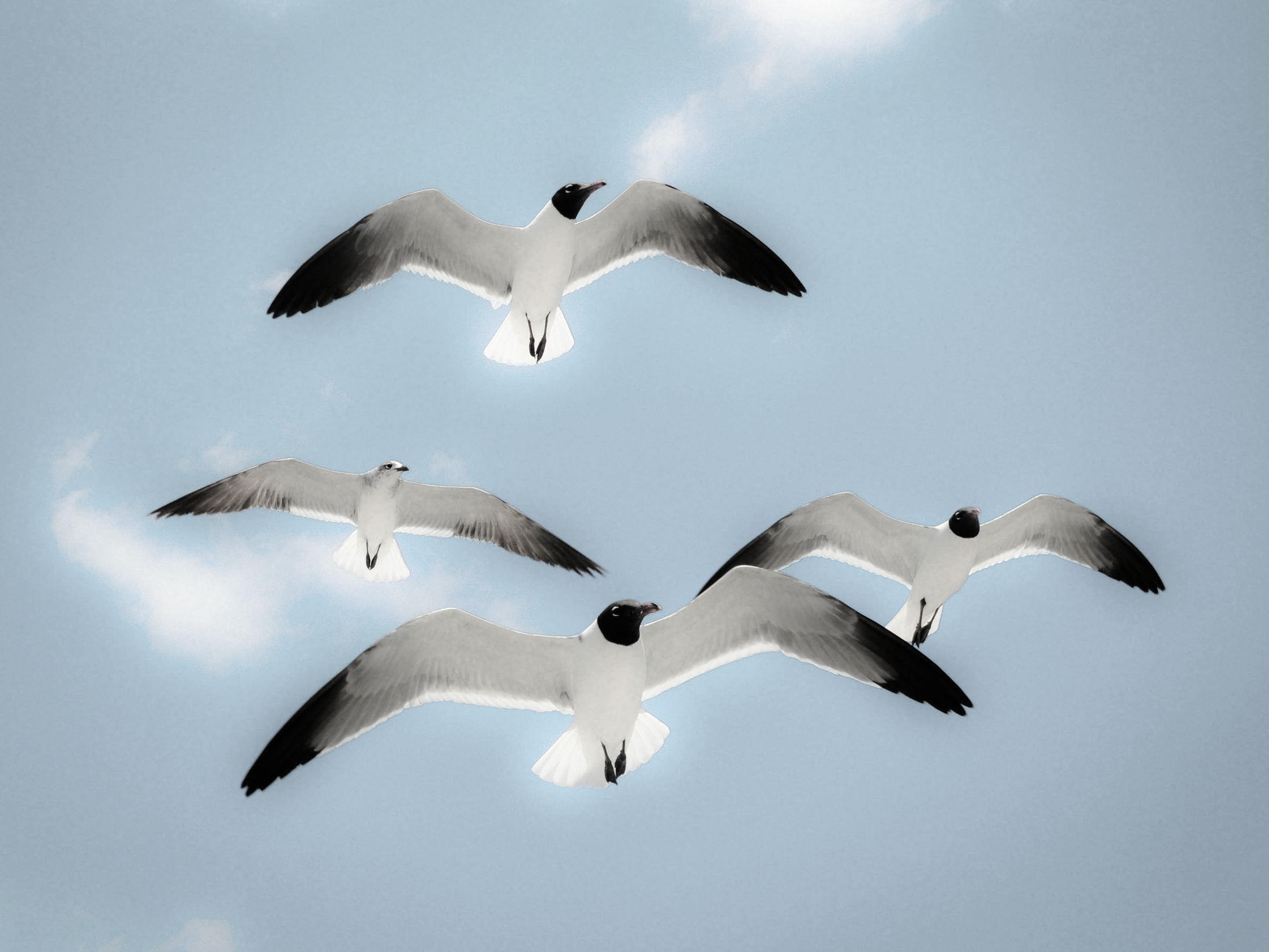  Flight of Seagulls
