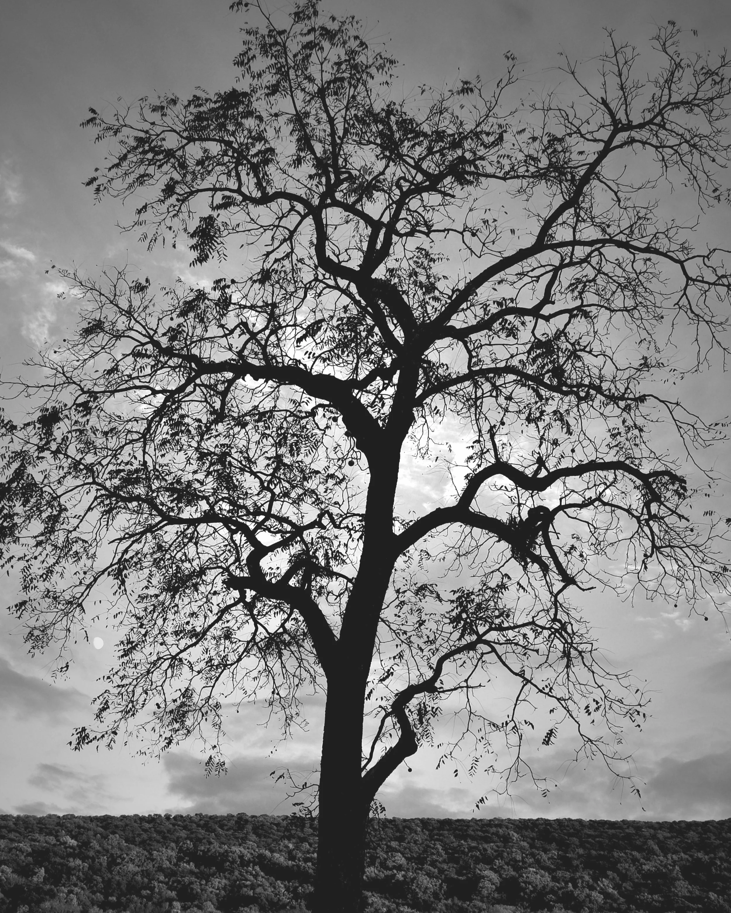 trees4.jpg