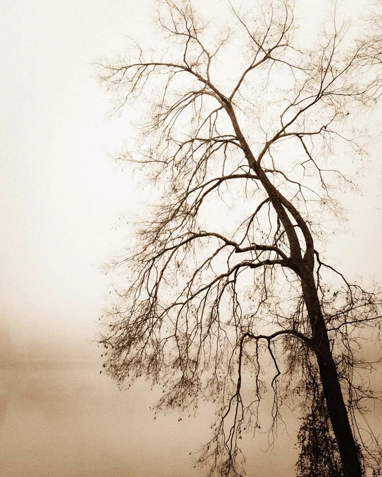 Misty  Rainy Tree