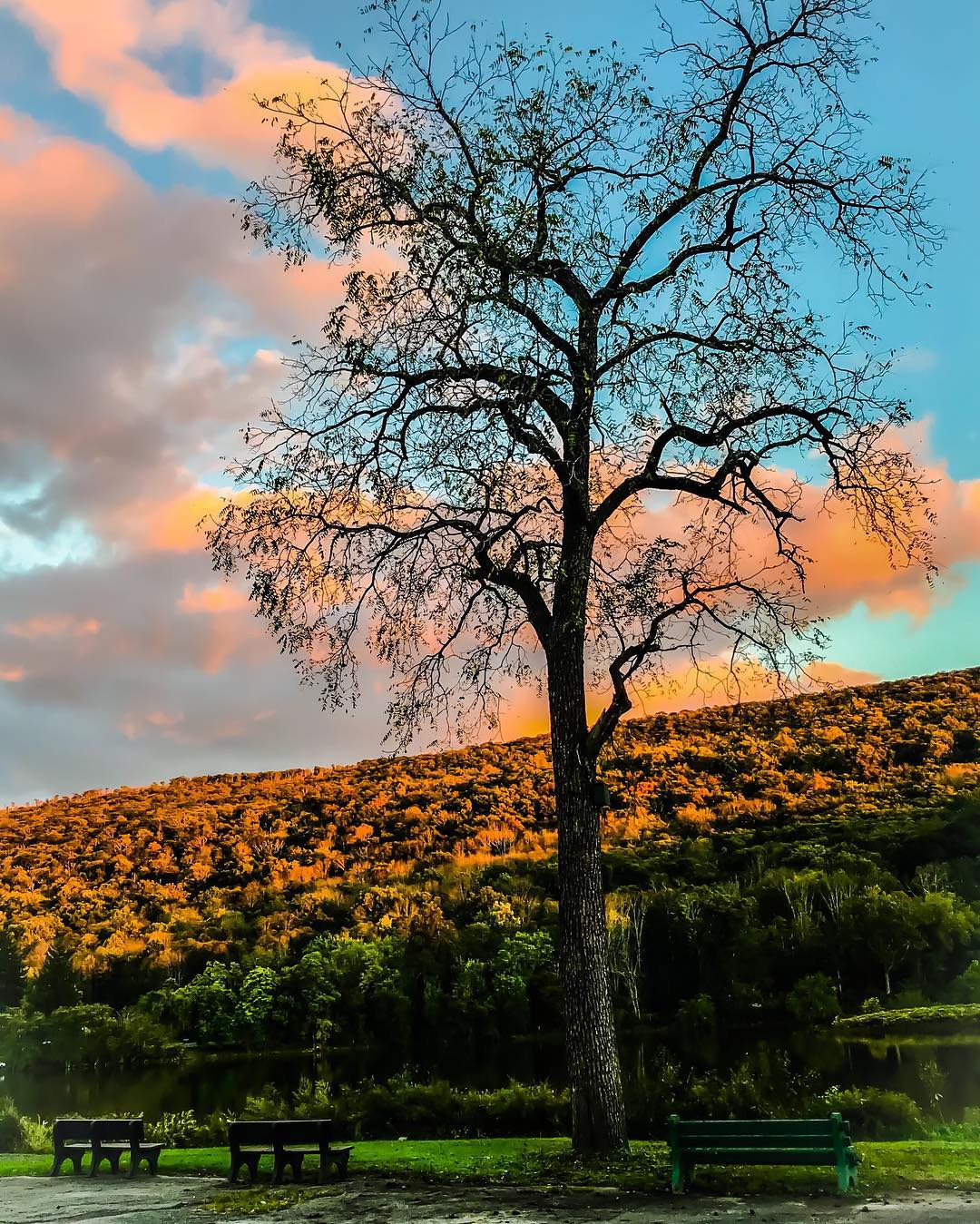 Shawnee Tree in the Fall