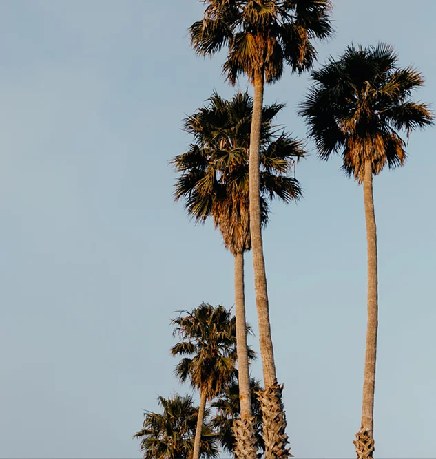 22_palms.jpg