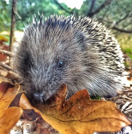 Greenkeeper's Update - Summer 2018