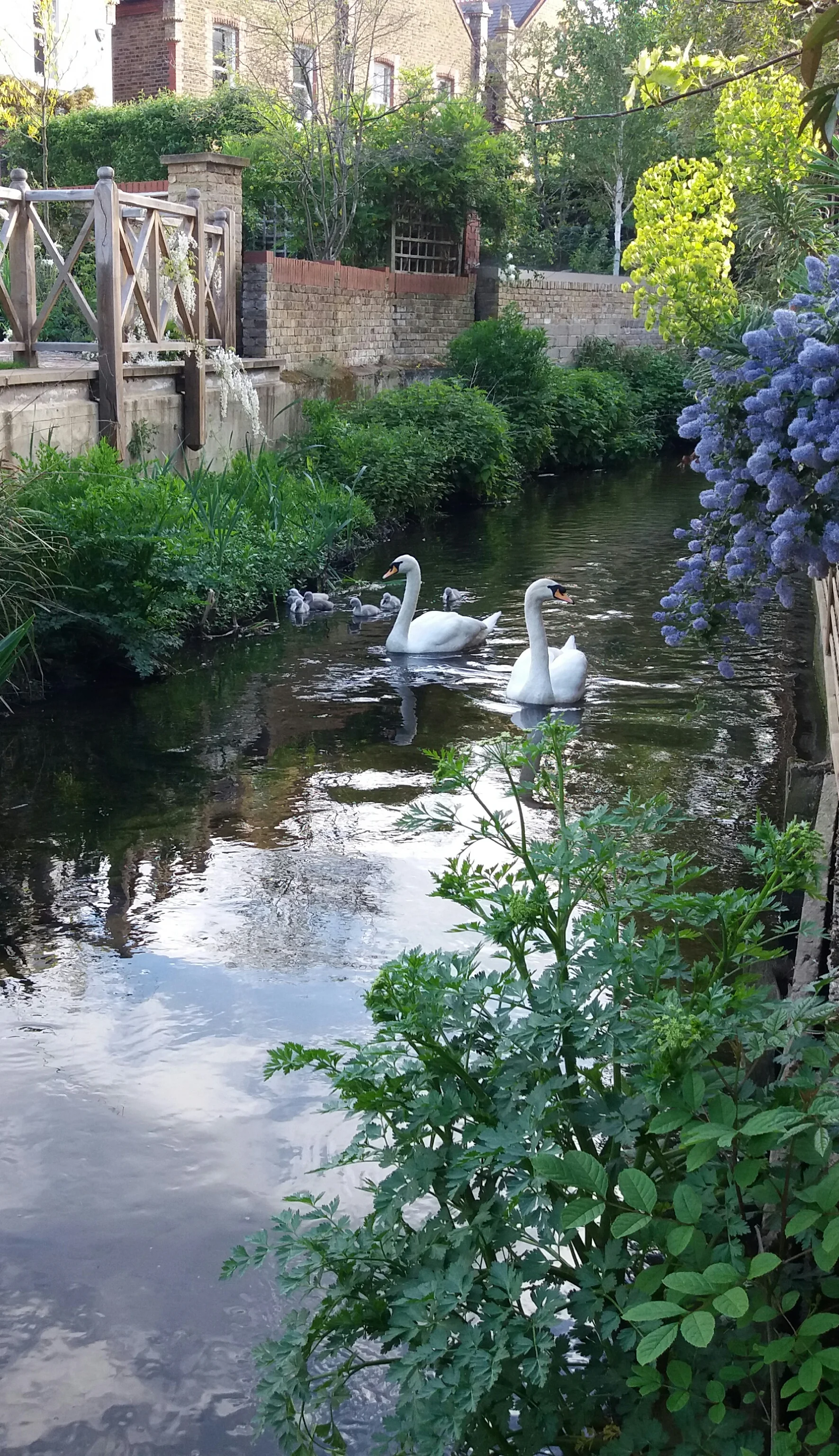 Swans and Cygnets 2019