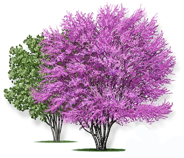 red bud.jpg
