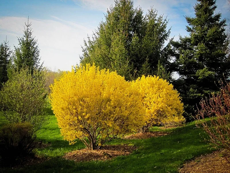 lynwood-gold-forsythia-3.jpg