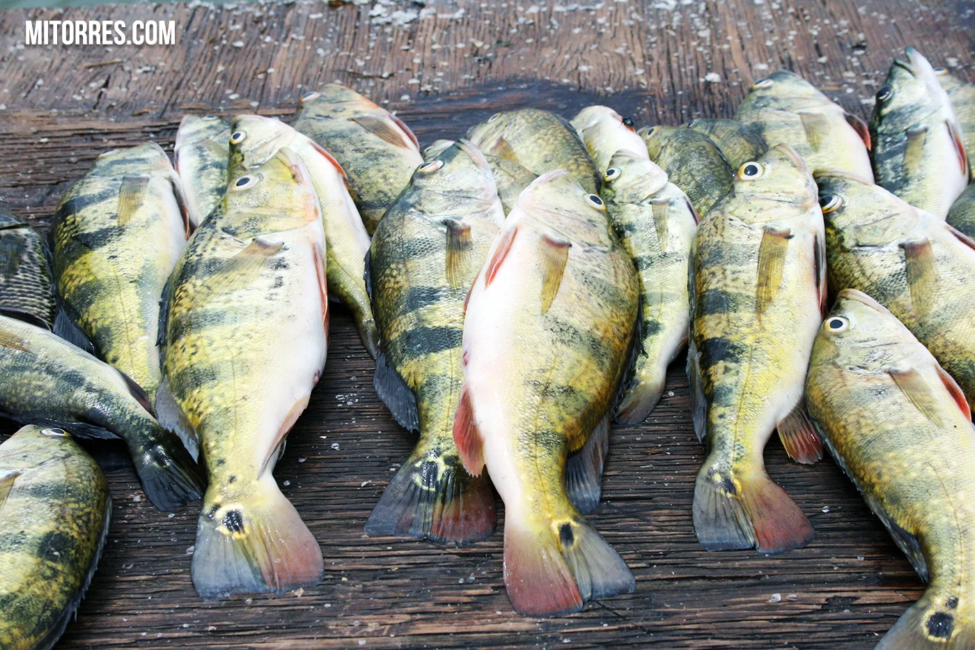 Fishing in Gatun Lake