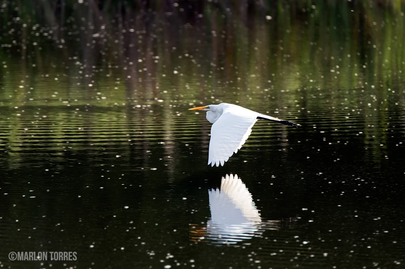 Photographing Wildlife