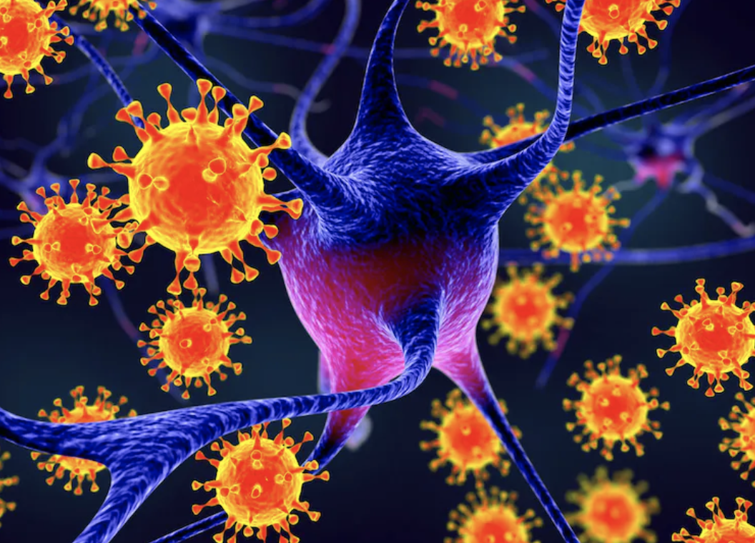 Regresa el letal virus Nipah: ¿qué peligro representa?