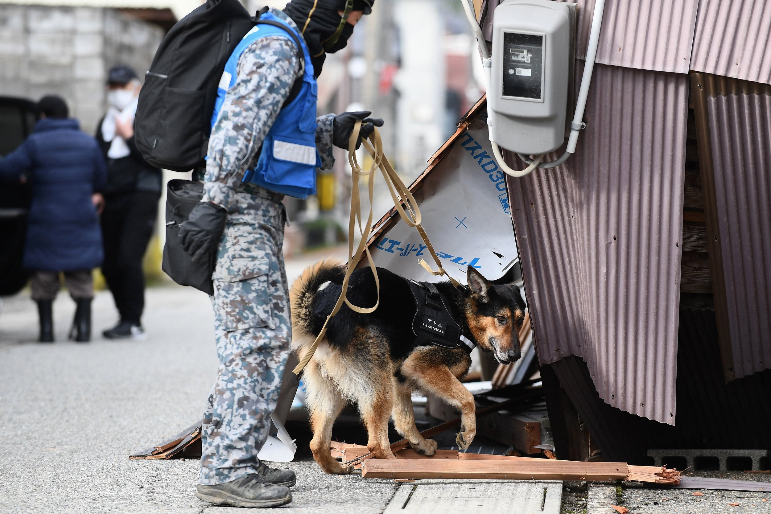 Elsa, una perra socorrista, busca sobrevivientes tras el sismo en Japón