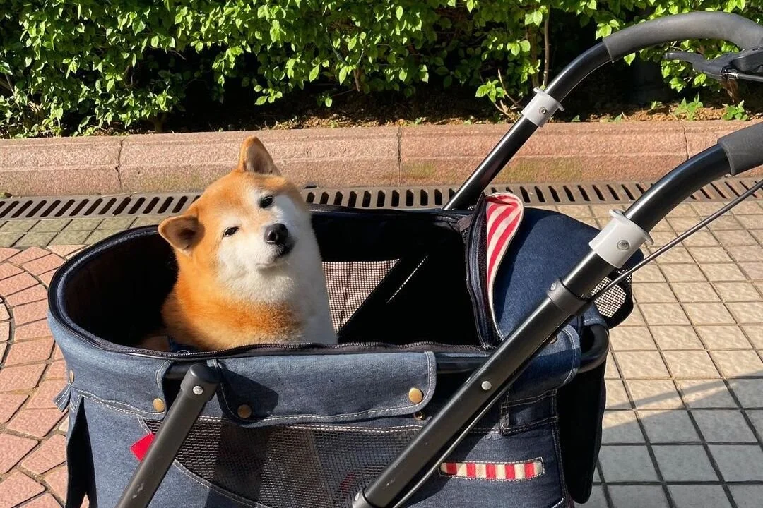 ¡No puede ser! Cheems, el icónico perrito de los memes, está con ...