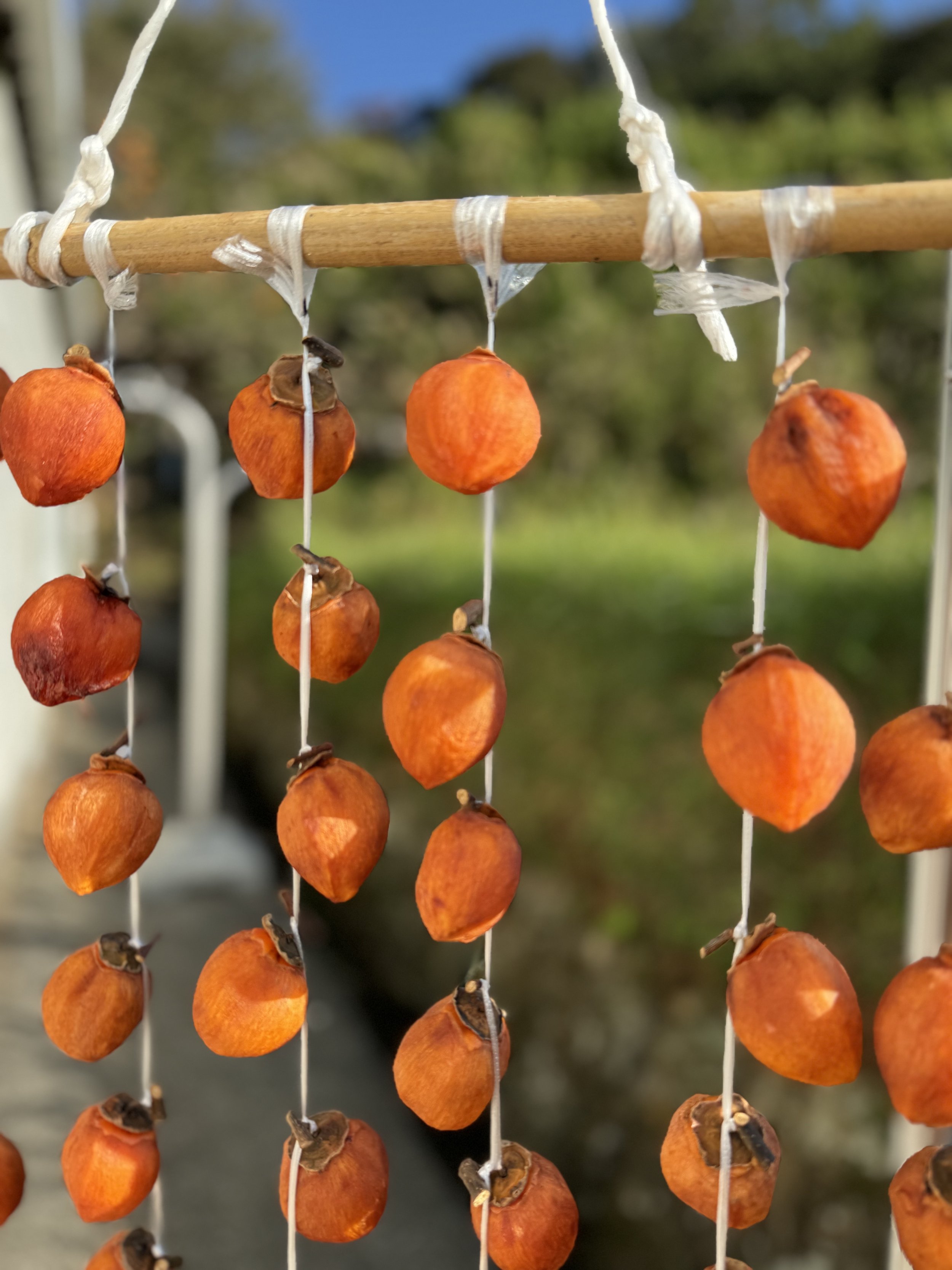 Persimmons drying.jpg