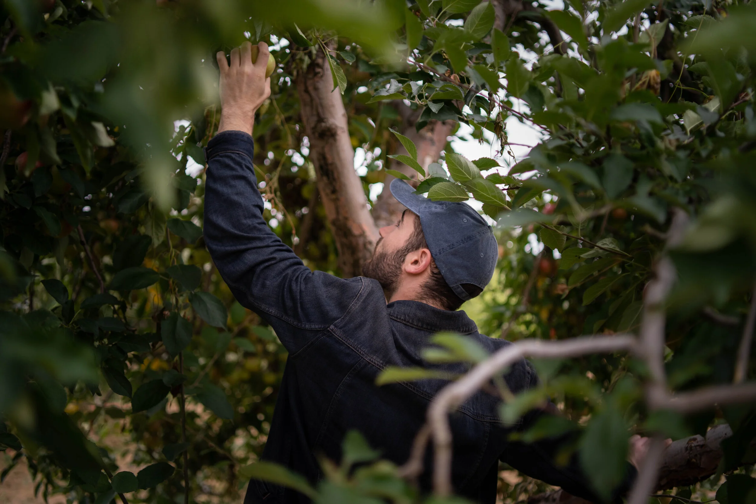 ApplePicking-00792.JPG