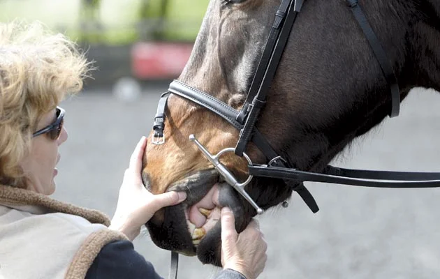 Correct bit fitting is just one aspect for a happy horse. The kind of bit used also is important when it comes to the show ring.