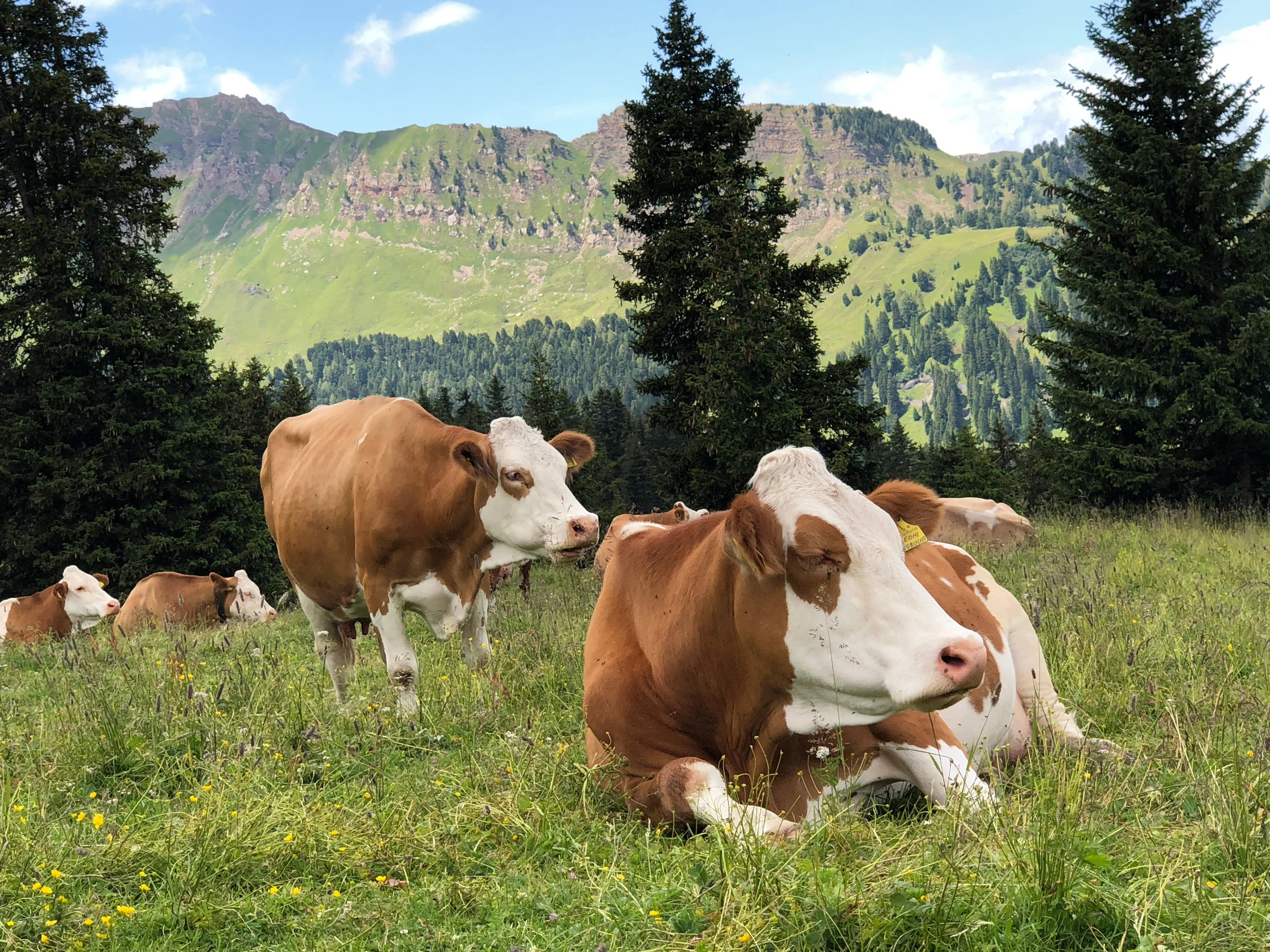 Edible Festivals - Celebrating Transhumance in Charmey, Switzerland