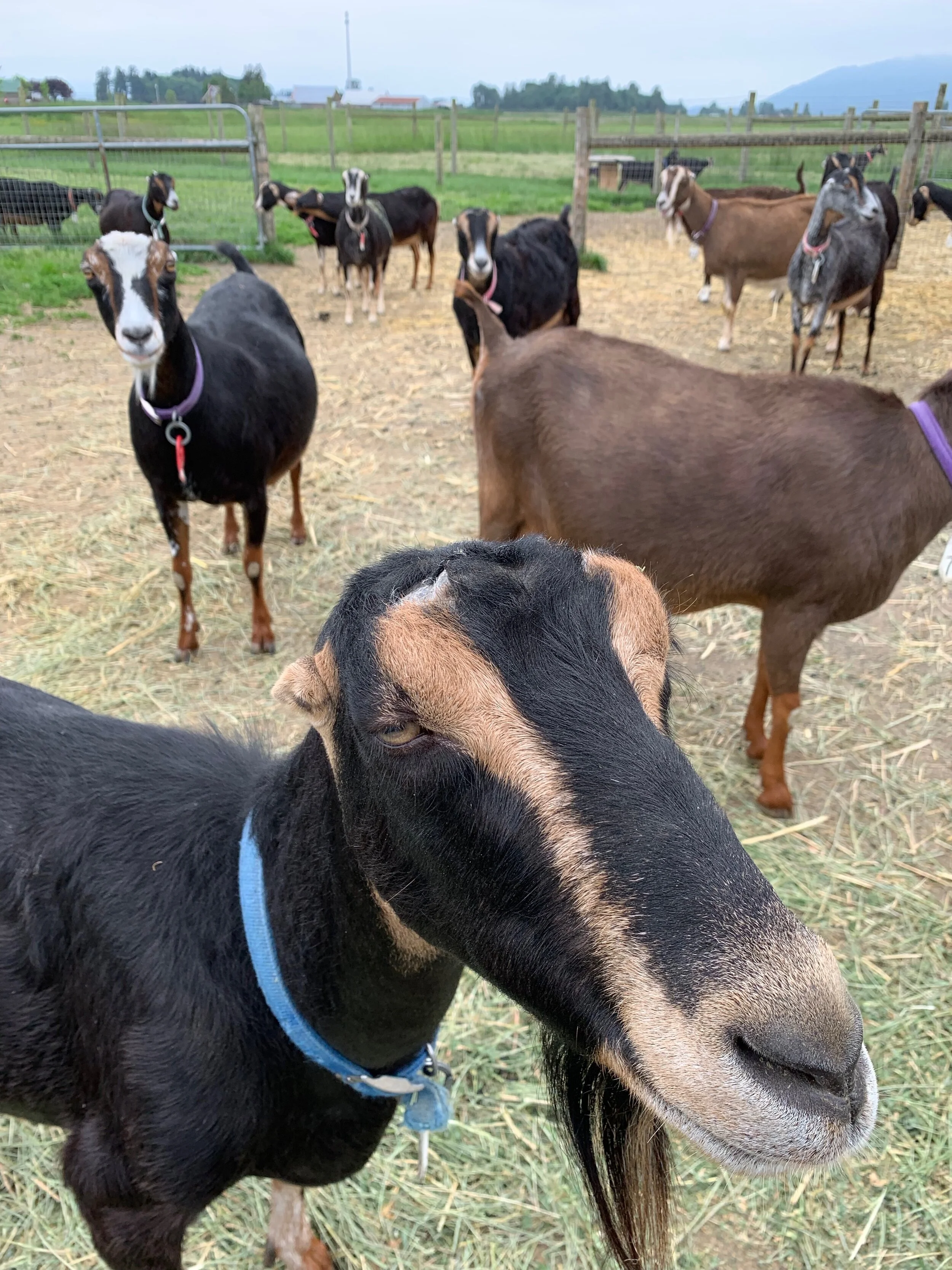 Edible Excursion - The Superior Terroir of Skagit Valley, Washington State's Hidden Secret