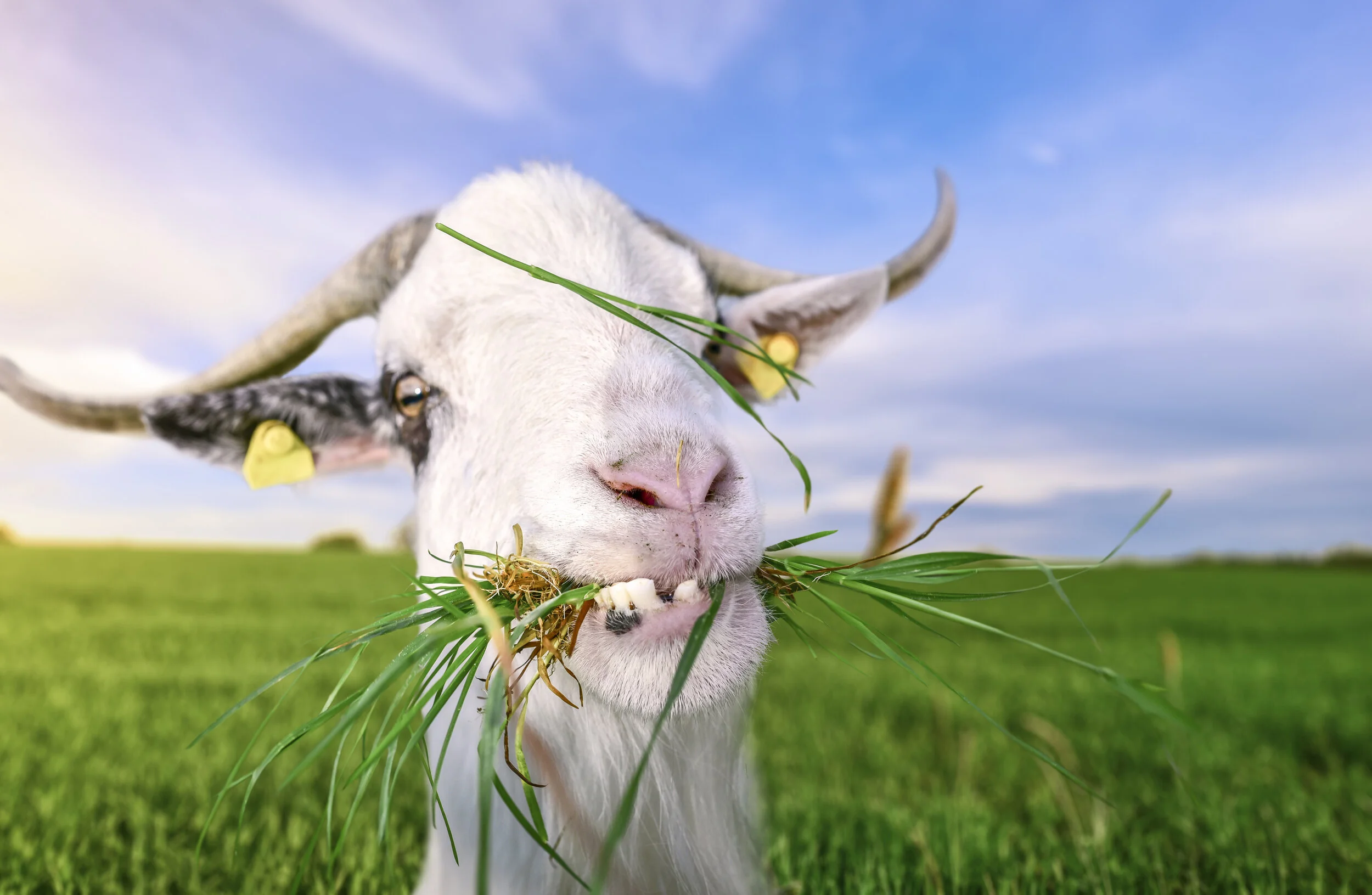 Goat Cheeses & the Wines that Love Them!